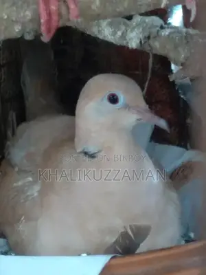 A pair of Doves Master Pair
