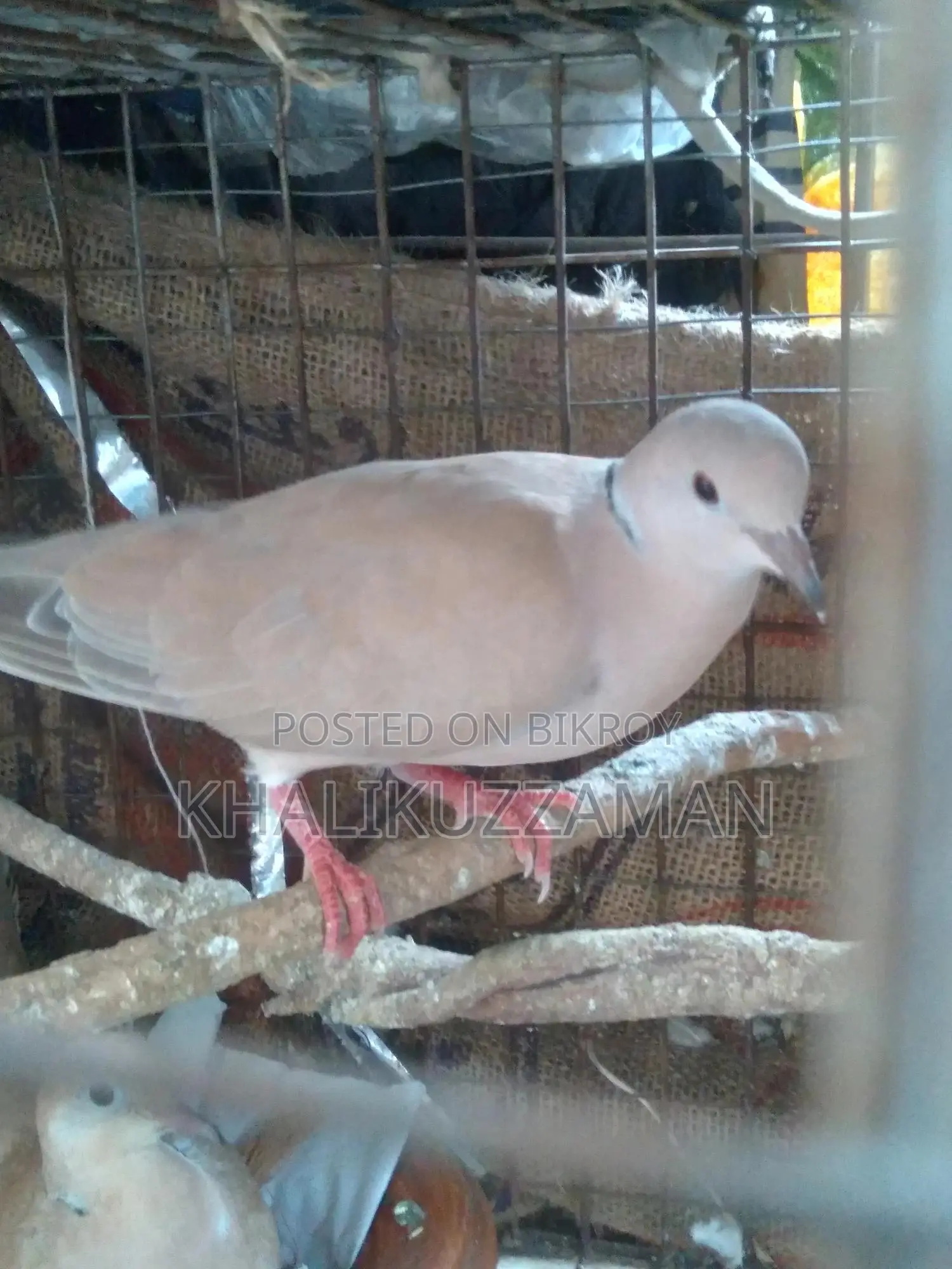 A pair of Doves Master Pair