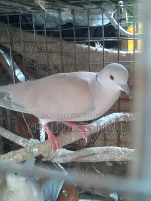 A pair of Doves Master Pair