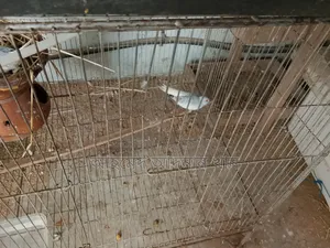 Dove Birds with Chick for Sale