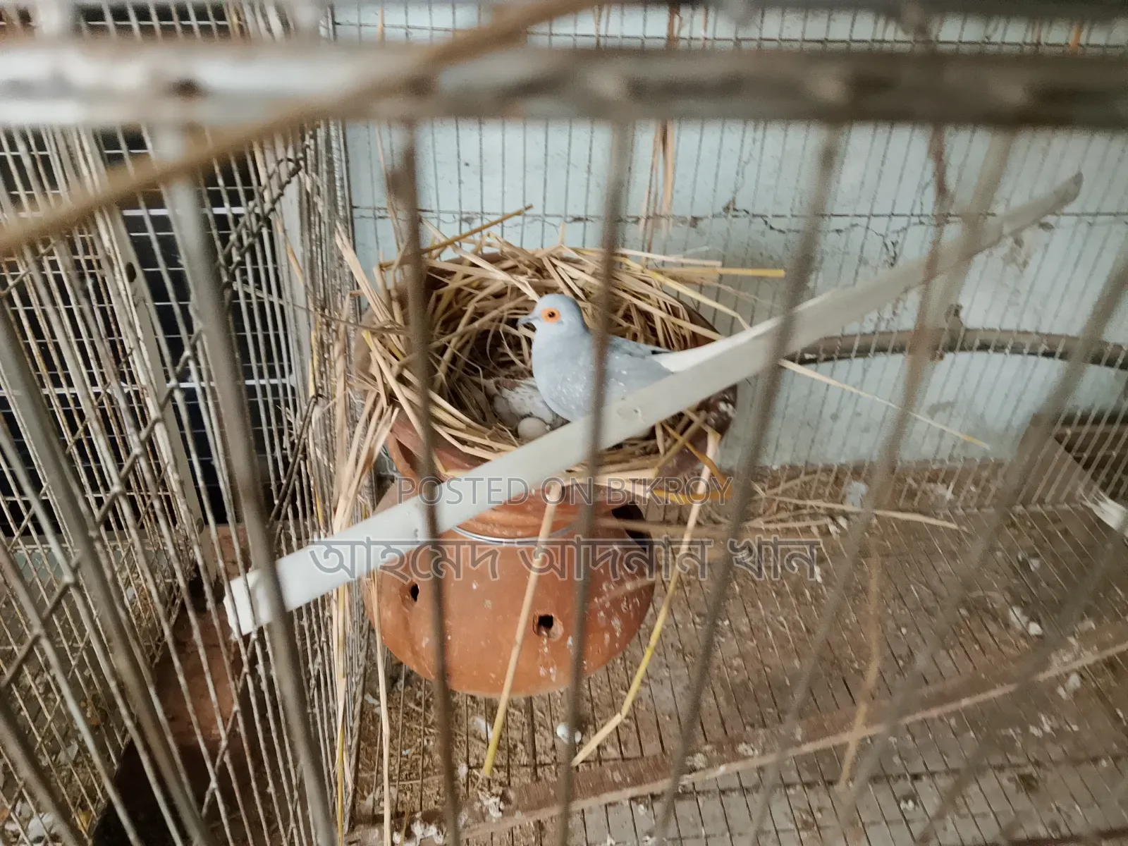 Dove Birds with Chick for Sale