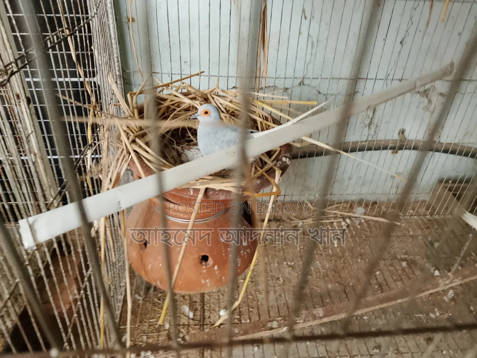 Dove Birds with Chick for Sale