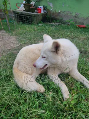 1+ Year Female Purebred Siberian Husky