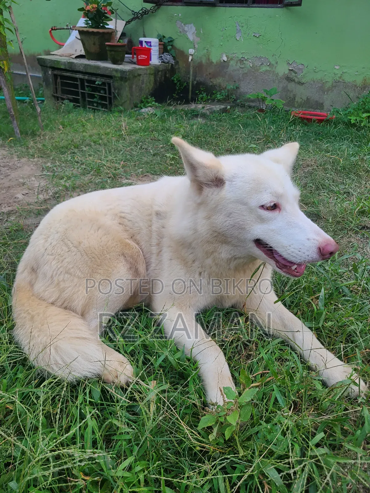 1+ Year Female Purebred Siberian Husky