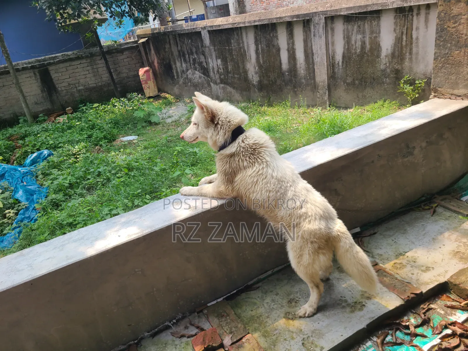 1+ Year Female Purebred Siberian Husky