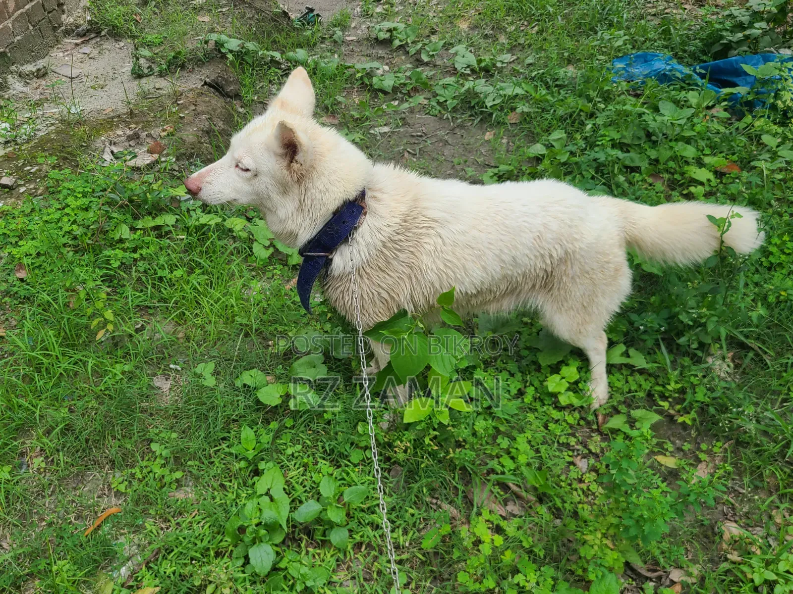 1+ Year Female Purebred Siberian Husky