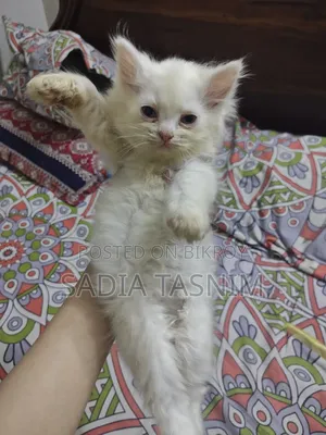 1-3 Months Male Purebred Persian