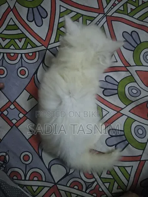 1-3 Months Male Purebred Persian