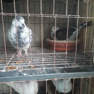 Pigeons for sale