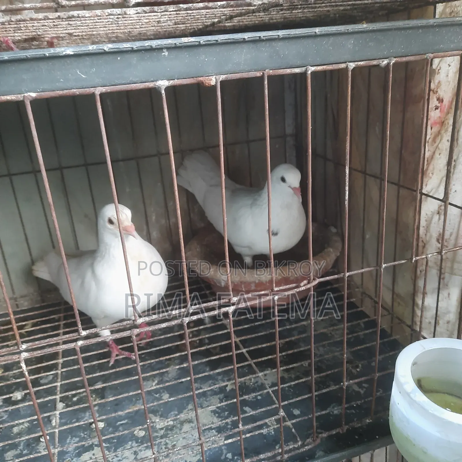 Pigeons for sale
