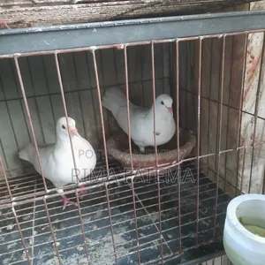 Pigeons for sale