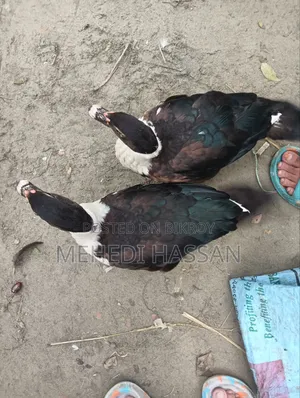 চিনা হাঁস