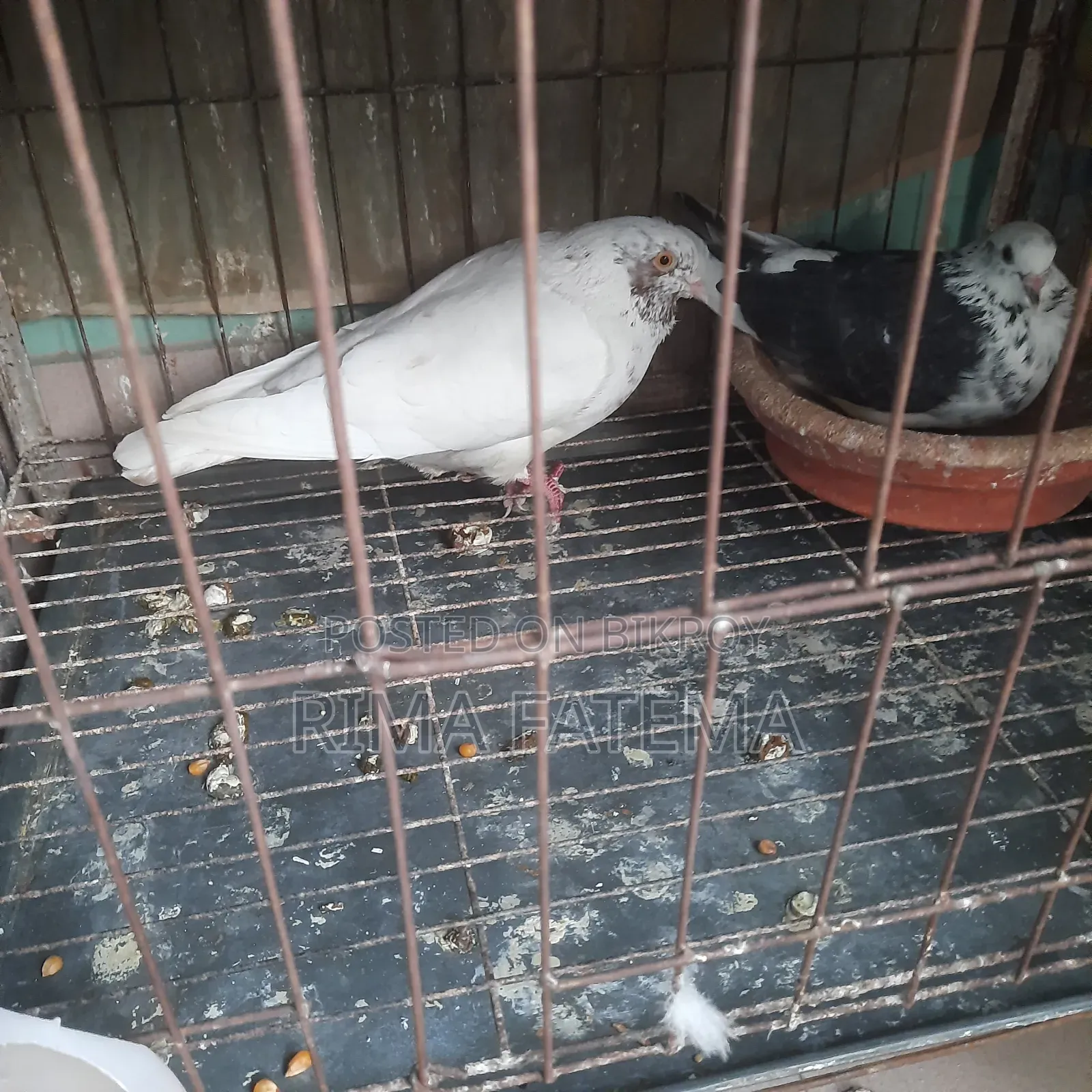 Pigeons for sale