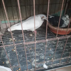 Pigeons for sale