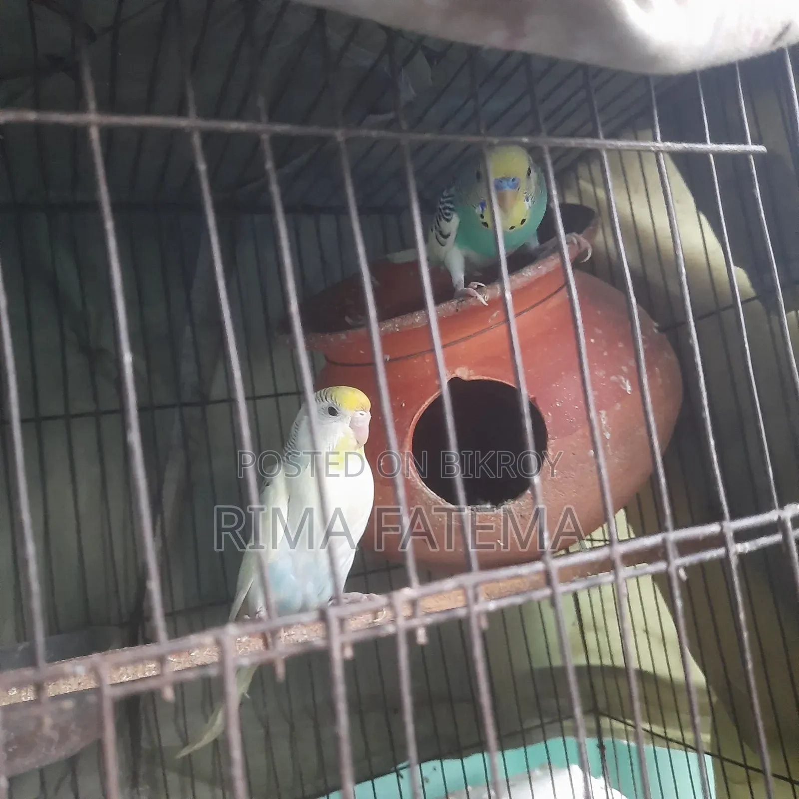 Pigeons for sale