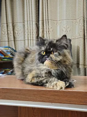 6-12 Months Male Purebred Persian