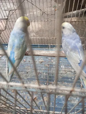 Budgerigar Rainbow