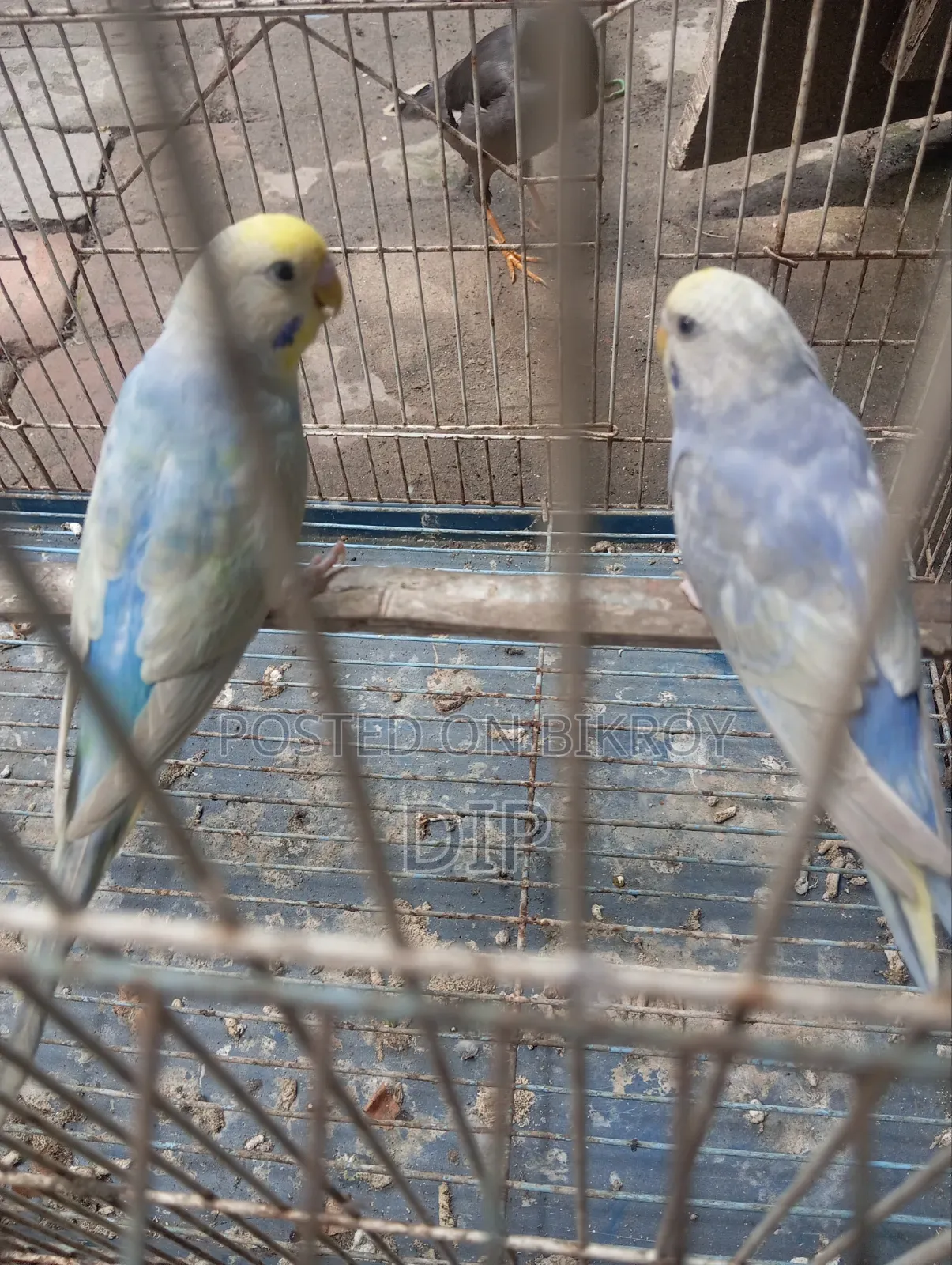 Budgerigar Rainbow