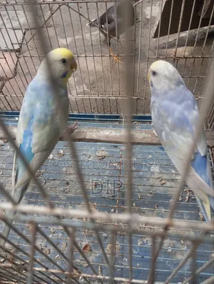 Budgerigar Rainbow