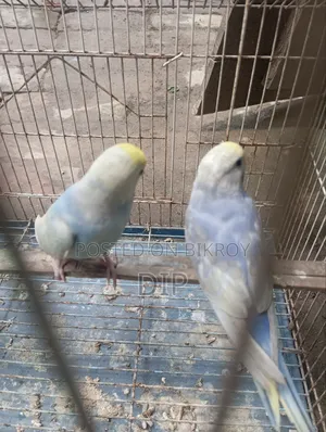 Budgerigar Rainbow