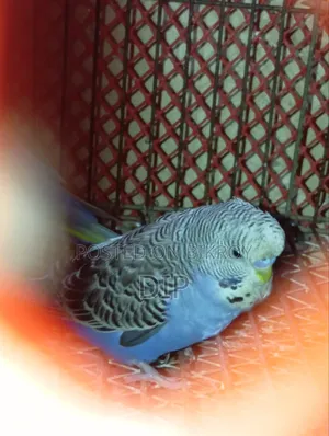 Budgerigar Rainbow
