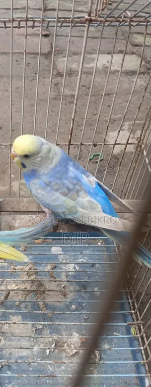 Budgerigar Rainbow