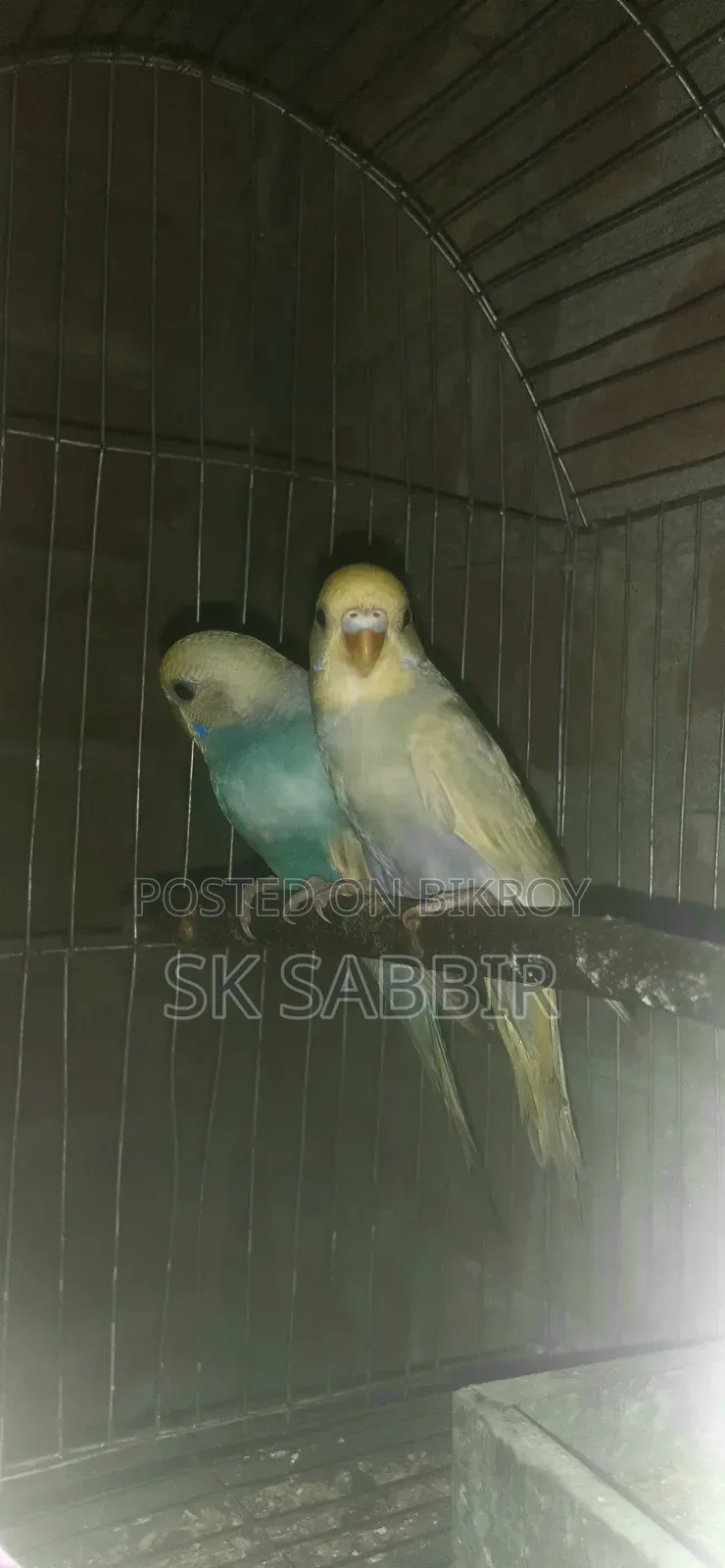 Adult Budgie Pair