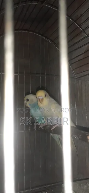 Adult Budgie Pair