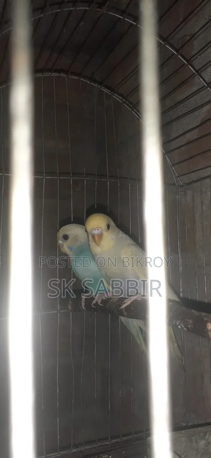 Adult Budgie Pair