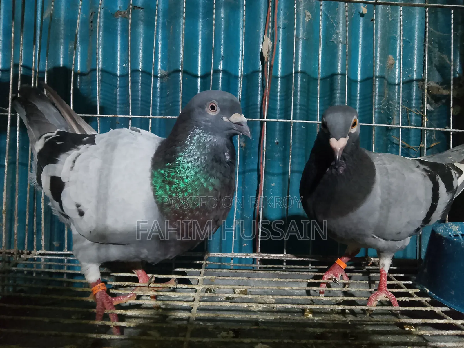 A pair of Racer pigeons for sale