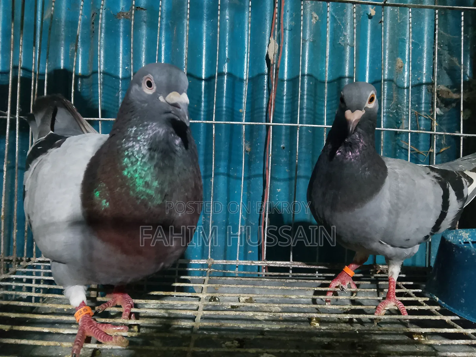 A pair of Racer pigeons for sale