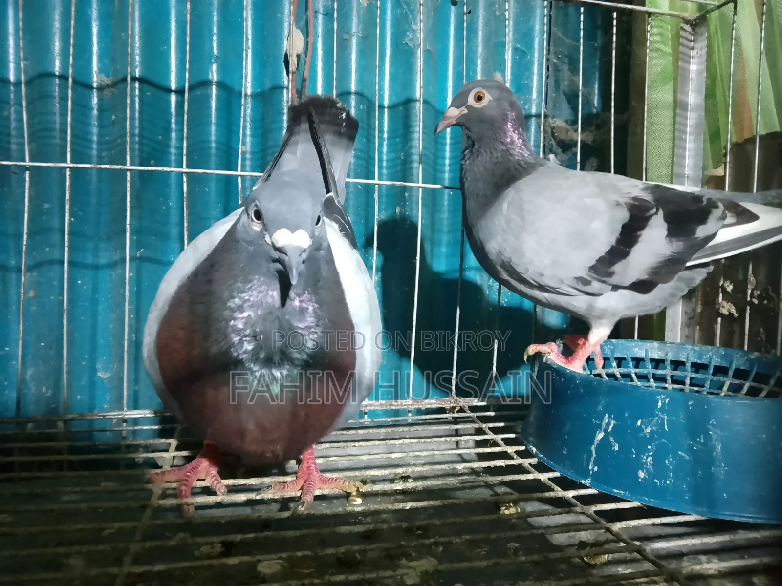 A pair of Racer pigeons for sale