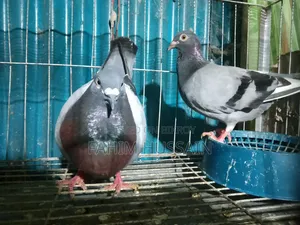 A pair of Racer pigeons for sale