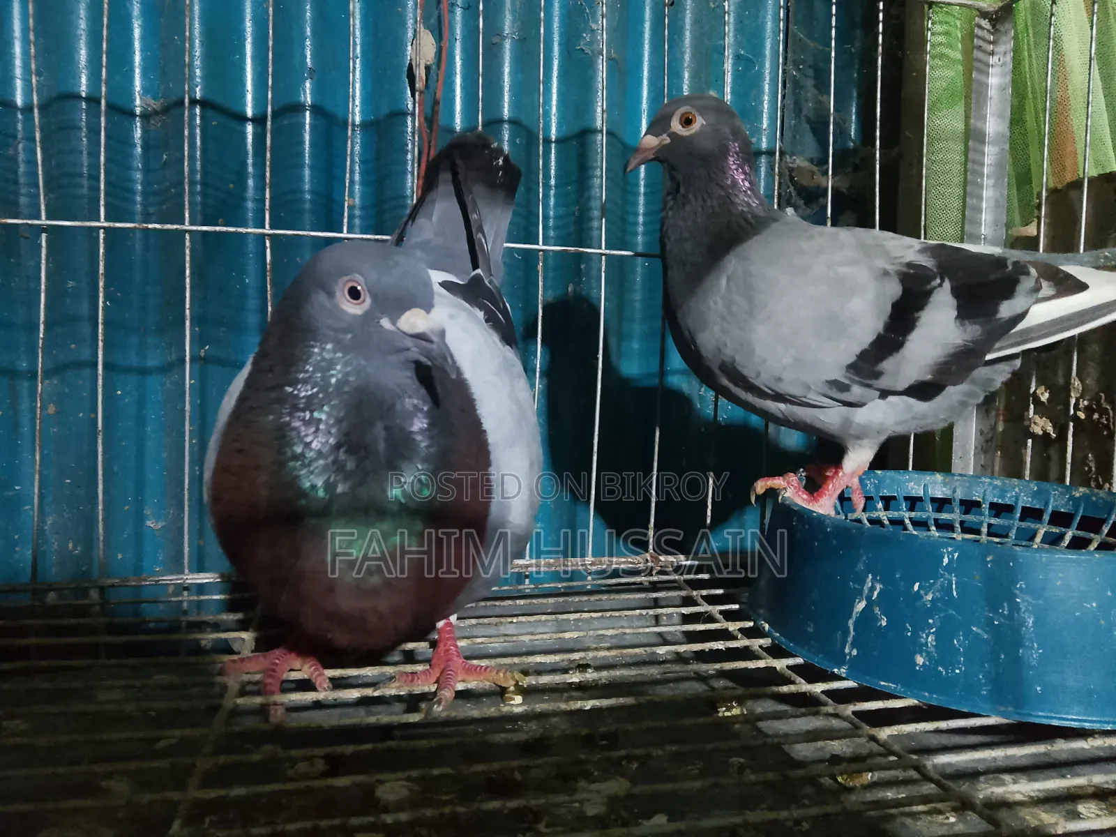 A pair of Racer pigeons for sale