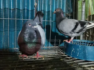 A pair of Racer pigeons for sale