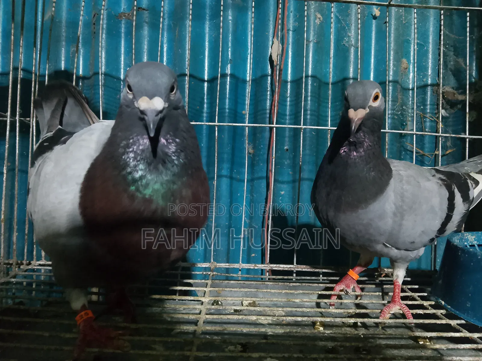 A pair of Racer pigeons for sale