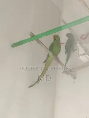 Ringneck Parakeet