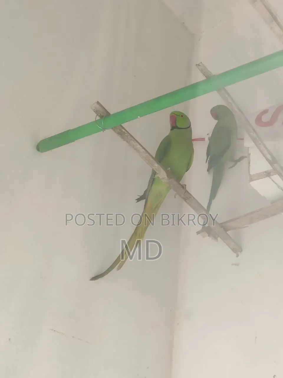 Ringneck Parakeet