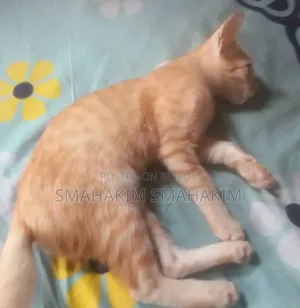 3-6 Months Male Mixed Breed Persian