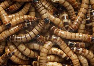 সুপার ওয়ার্ম