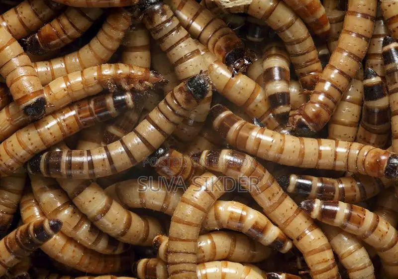 সুপার ওয়ার্ম