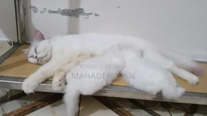 ১-৩ মাস বয়সী স্ত্রী বিশুদ্ধ পার্সিয়ান বিড়াল