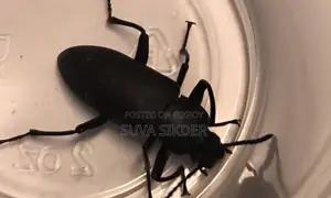 সুপার ওয়ার্ম