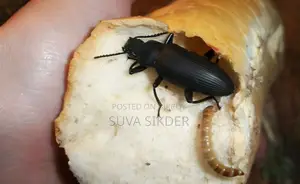 সুপার ওয়ার্ম