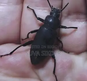 সুপার ওয়ার্ম