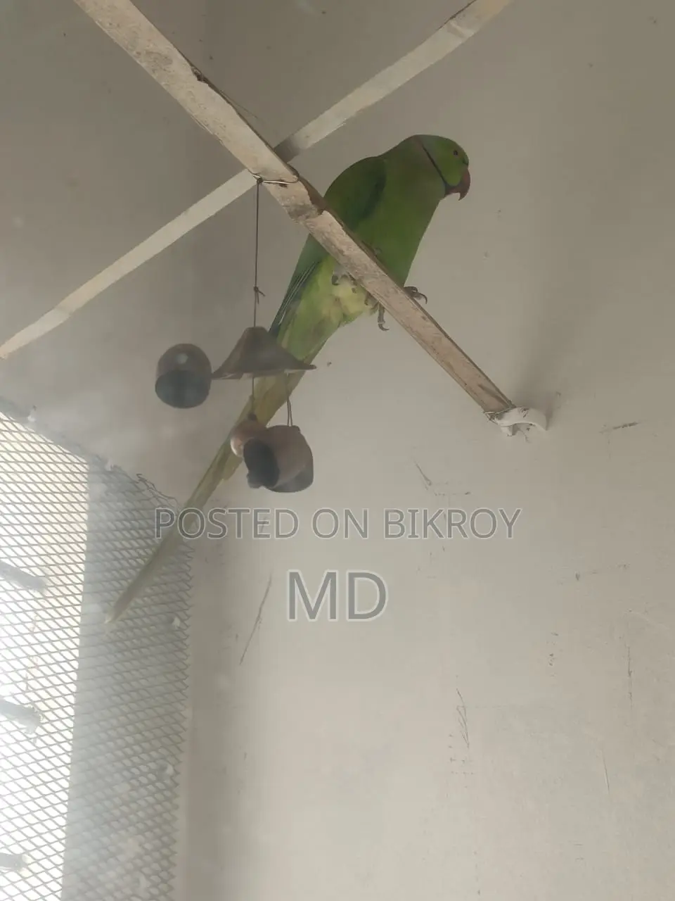 Ringneck Parakeet