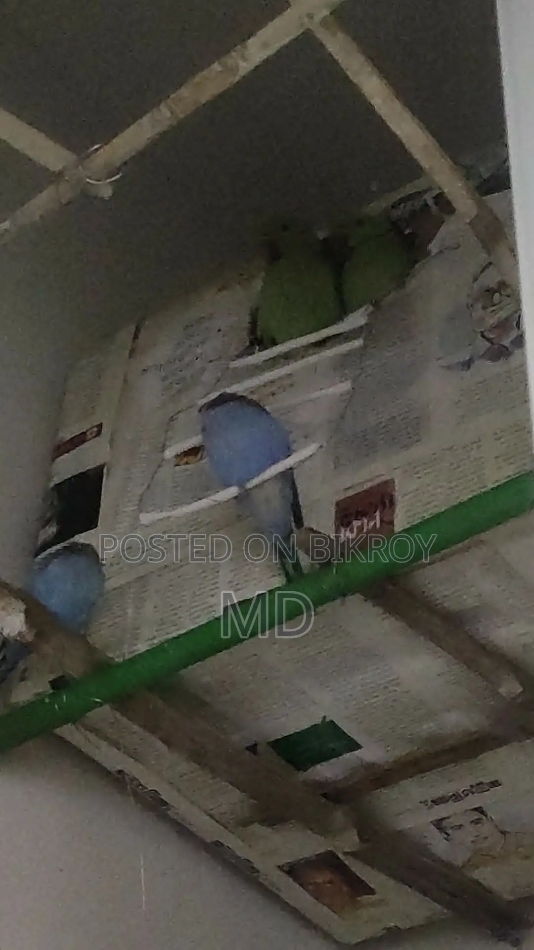Ringneck Parakeet