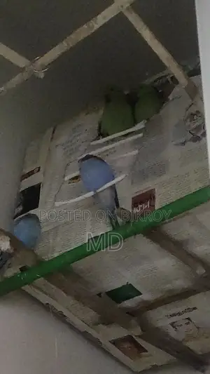 Ringneck Parakeet