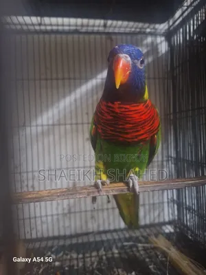 Coconut Lory Pair