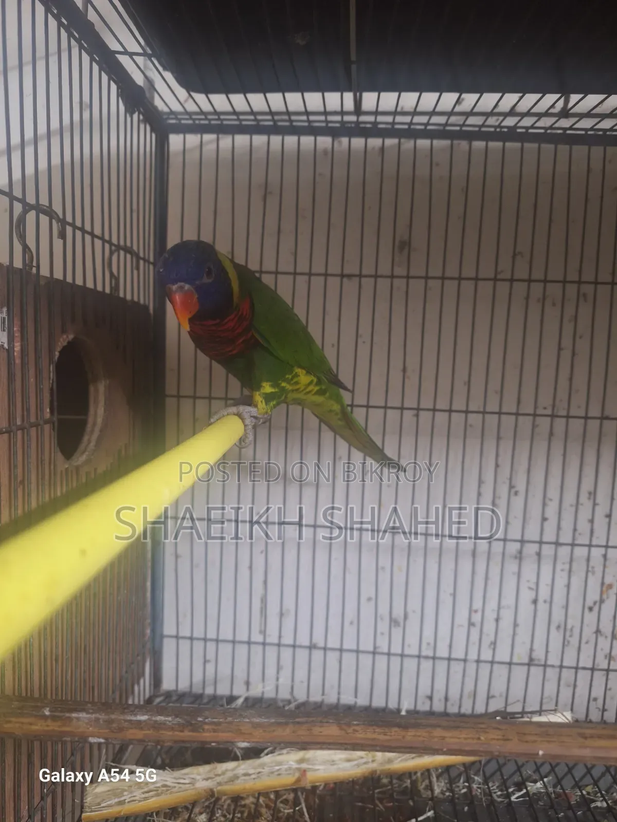 Coconut Lory Pair